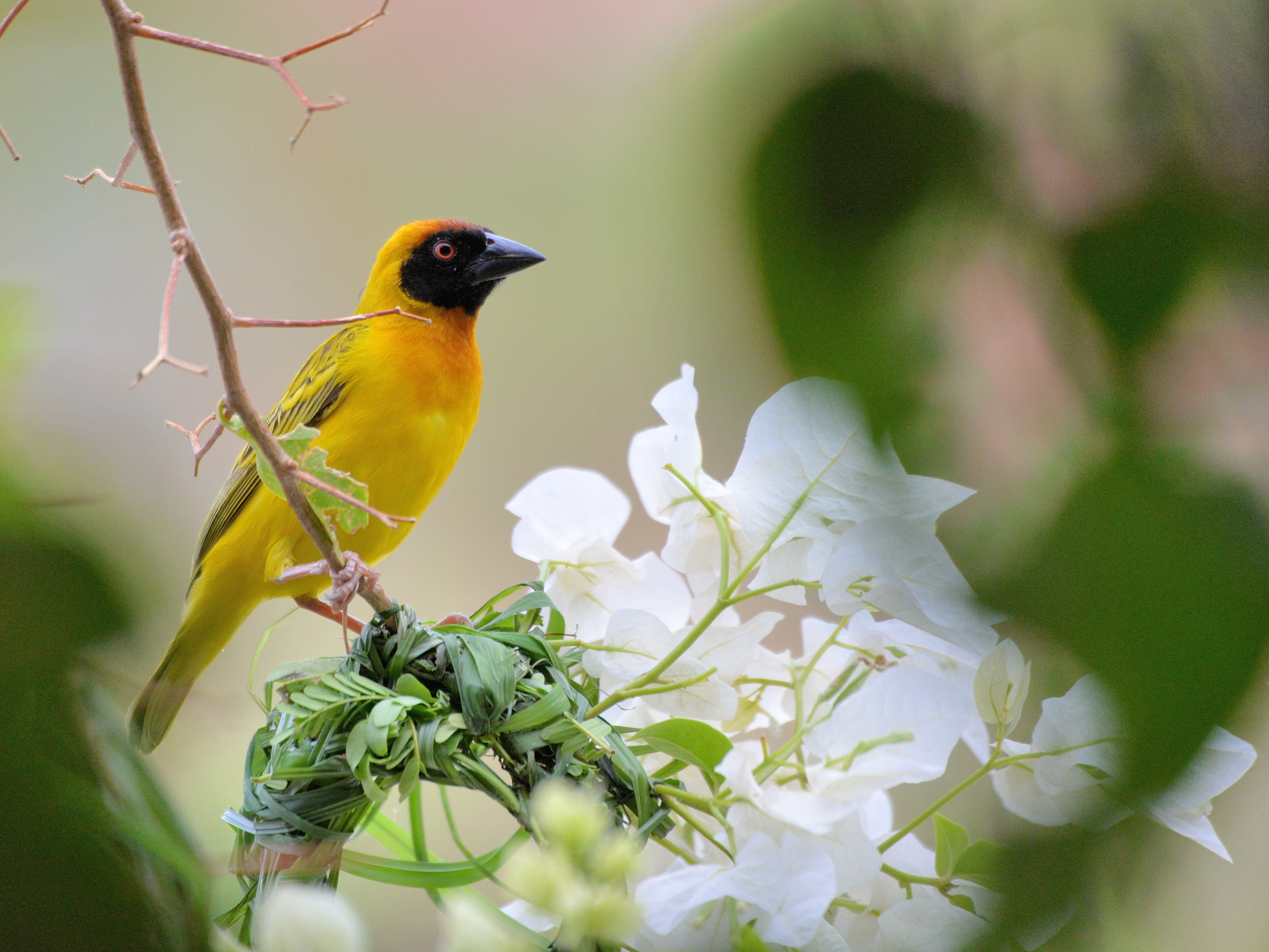 Tisserin vitellin mâle (Vitelline masked weaver, Ploceus vitellinus) à coté de l'ébauche du nid dont il vient de débuter la construction, Brousse de Somone.